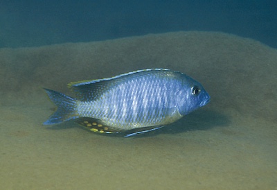 Taeniolethrinops sp. 'furcicauda liuli' Liuli